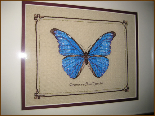 Cramer's Blue Morpho Pangaea    ()