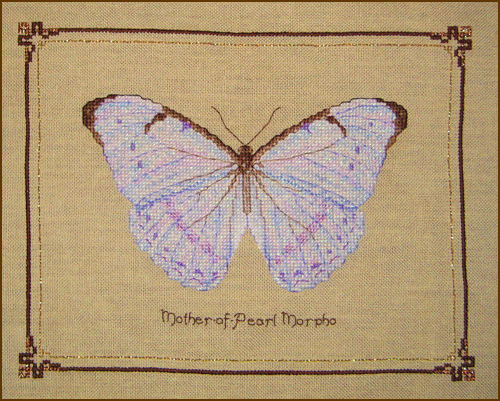 Mother-of-Pearl Morpho Pangaea    ()